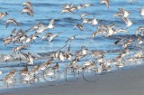 Dunlin, a few Sanderlings, and a 'peep' _EZ49543 copy.jpg