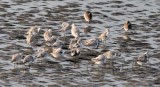 Sanderlings, Dunlin, and 'peep' upper right_Z9O7194 copy.jpg