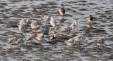 Sanderlings, Dunlin, and peep upper right_Z9O7194 copy.jpg