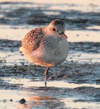 Plover at Sunset, (winter plumage) _EZ46990 copy.jpg
