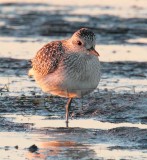 Plover at Sunset, (winter plumage)  _EZ46990 copy.jpg