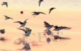 Plovers and Dunlin landing _EZ47025 copy.jpg