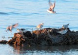Plovers land at sunset (probably mostly Black-Bellied Plovers) _EZ47652 copy.jpg