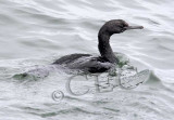 Pelagic Cormorant _Z056831 copy.jpg