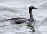 Pelagic Cormorant _Z056844 copy.jpg