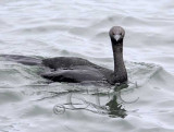 Pelagic Cormorant _Z056847.jpg