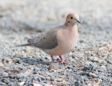 Mourning Dove 4Z027353 copy.jpg