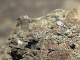 Rock Pigeon in Rimrocks, Columbia National Wildlife Refuge  WT4P7241 copy.jpg