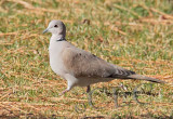 Eurasian Collared Dove  _EZ52091 copy.jpg