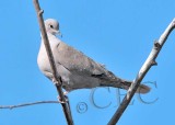 Eurasian Collared Dove  _EZ52133 copy.jpg