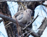 Eurasian Collared Dove _EZ52135 copy.jpg