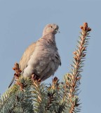 Eurasian Collared Dove _EZ52144 copy.jpg