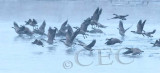 Geese in snow_EZ51172.jpg