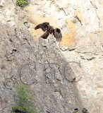 Golden Eagle on roost  WT4P7128 copy.jpg