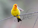 Western Tanager, male  4Z064911 copy.jpg