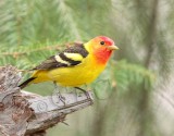 Western Tanager, male, Little Naches AEZ10498 copy.jpg