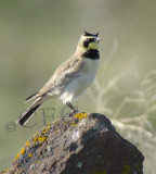 Horned Lark WT4P1581 copy.jpg