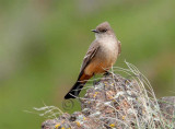 Say's Phoebe _EZ32461.jpg