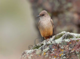 Say's Phoebe _EZ32470 copy.jpg