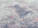 Varied Thrush, juvenile in fog AEZ29775.jpg