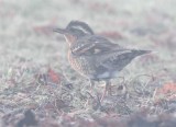 Varied Thrush, juvenile in fog  AEZ29775.jpg