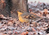 Varied Thrush, female AEZ30051 copy.jpg