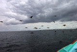 pelican flight