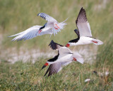 Birds of Nickerson Beach
