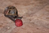 Opening of the Snail Smorgasbord