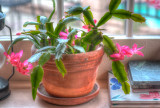 My Christmas Cactus in March