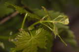 Grape Leaves in the Evening