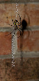 Spider with a ZigZag Web