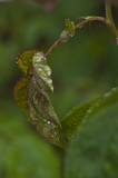 20120423RainyDayFunDSC_0064.JPG