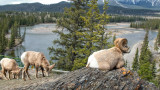 Bighorn of Jasper