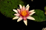 My Waterlily are Blooming now