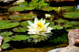 My Waterlilies Are Starting Bloom
