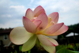 My Lotus I panted in Late spring, Bloom this Week