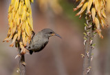 Palestine Sunbird