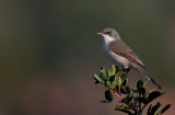 Lesser Whitethroat