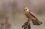 Red footed Falcon (female)