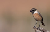 Stonechat  (male)