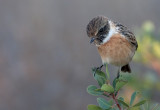 Stonechat  (male)