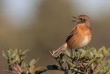 Stonechat  (female)