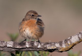 Stonechat  (female)