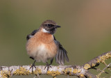 Stonechat  (male)