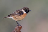 Stonechat  (male)