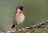 Stonechat  (male)