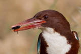 White throated Kingfisher