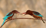 White throated Kingfisher