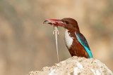 White throated Kingfisher